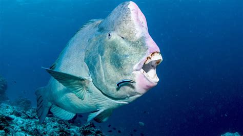 biting fish|The Fish That Can Bite Through Bone .